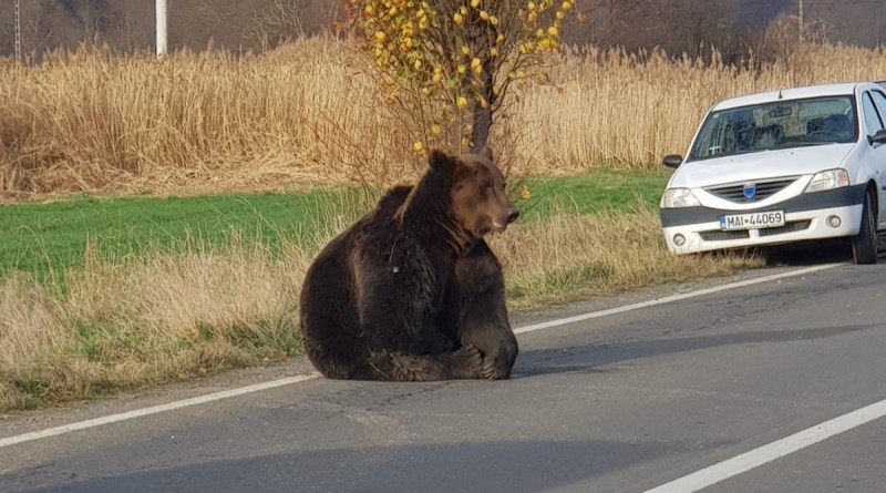 Brașov. Urșii ieșiți din păduri vor fi anihilați de jandarmi