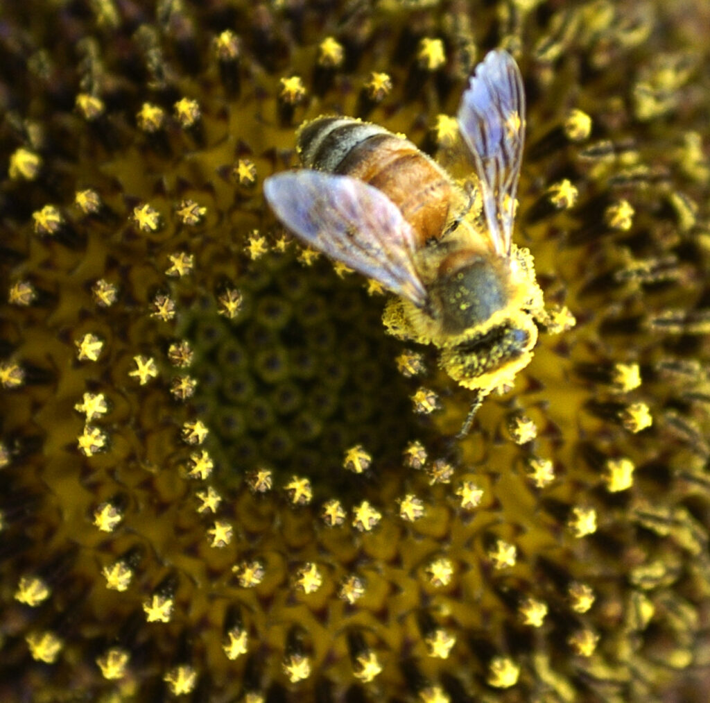 Pesticidul care ne-a omorât albinele și ne-a otrăvit mierea! Interviu cu Constantin Dobrescu, inginer și apicultor (I)