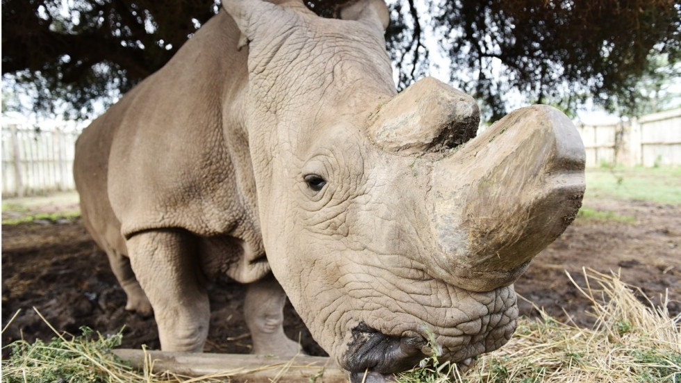 Rinocerul alb, o subspecie aproape dispărută. Încercări disperate de salvare