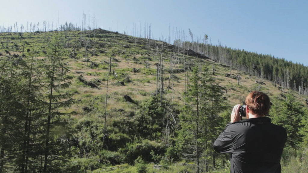 „Wood”, filmul documentar care investighează tăierile ilegale de păduri din România