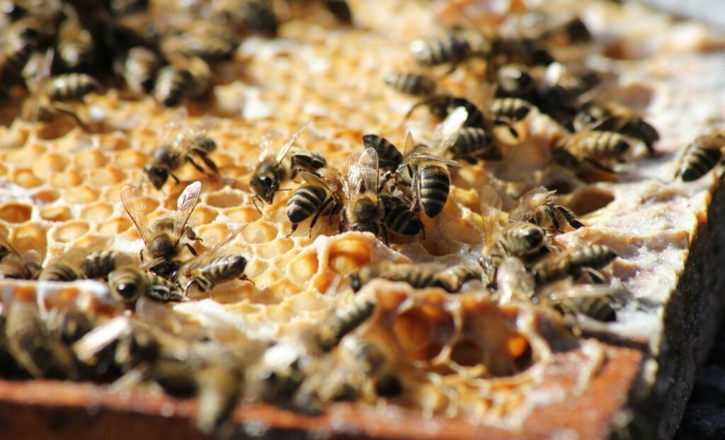 Cum au apărut albinele ucigașe. Sunt mult mai periculoase decât cele obișnuite și au îngrozit multe țări