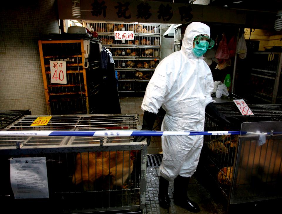 China se confruntă și cu gripă aviară. Zeci de mii de păsări moarte