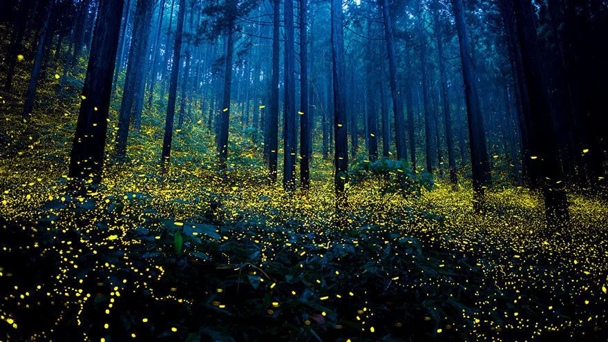Licuricii, o minune a naturii pe cale de dispariție. Ce sunt aceste „luminiţe zburătoare”