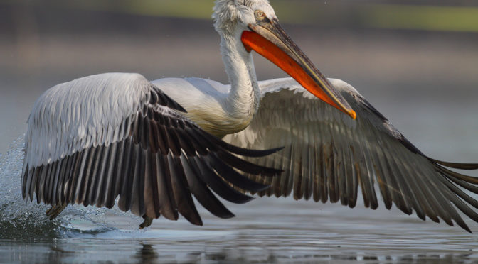 Pelicanii din Delta Dunării au declanșat o ședință de urgență. Pericolul este uriaș