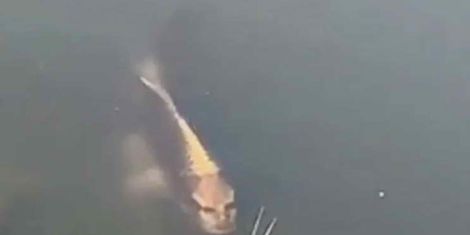Video incredibil. Peștele cu față umană. Ce spun specialiștii