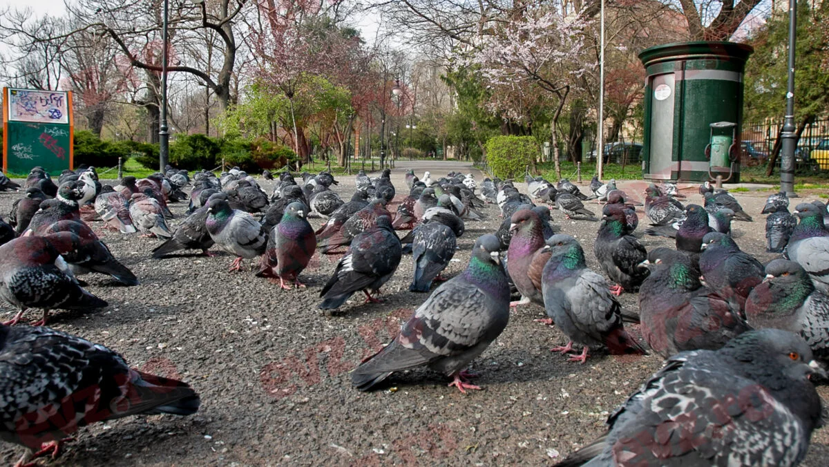 Amendă pentru cei care hrănesc porumbei. Poliția a primit sesizări de la cetățeni „de bună credință”