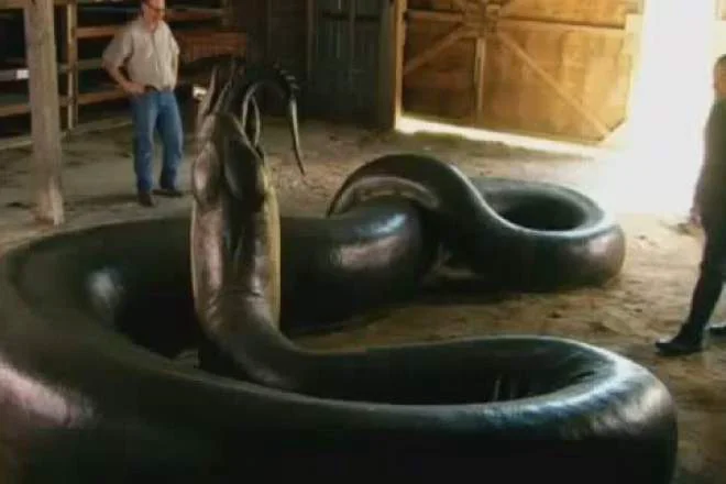 Cel mai mare șarpe din lume. Este mai mare decât un autobuz