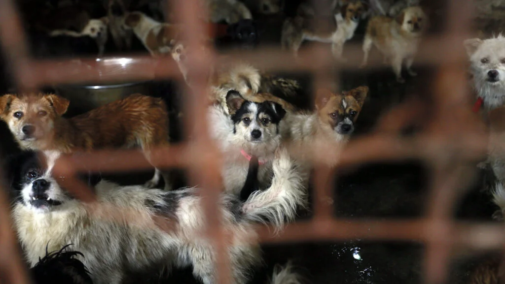 Revoluție în China: Câinii trec de la categoria „Șeptel” la „Animale de companie”