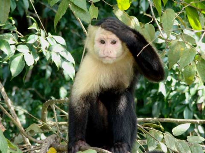 Ritualuri de împerechere ciudate la maimuțele capucin. Nu vă închipuiți ce le face plăcere