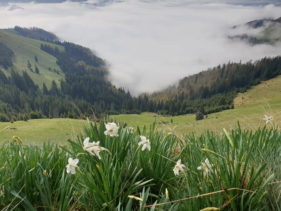 Imagini ireale, surprinse în Munții Rodnei! Raiul, pe pământ românesc! VIDEO!