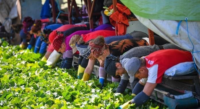 Muncitorii români, așteptați cu brațele deschise în Italia