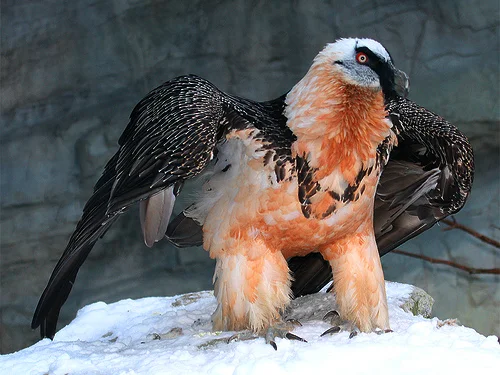 Vulturul care a dat numele unor munți din România s-a întors acasă. Oamenii de știință sunt uluiți