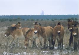 Misterul cailor sălbatici de la Cernobîl