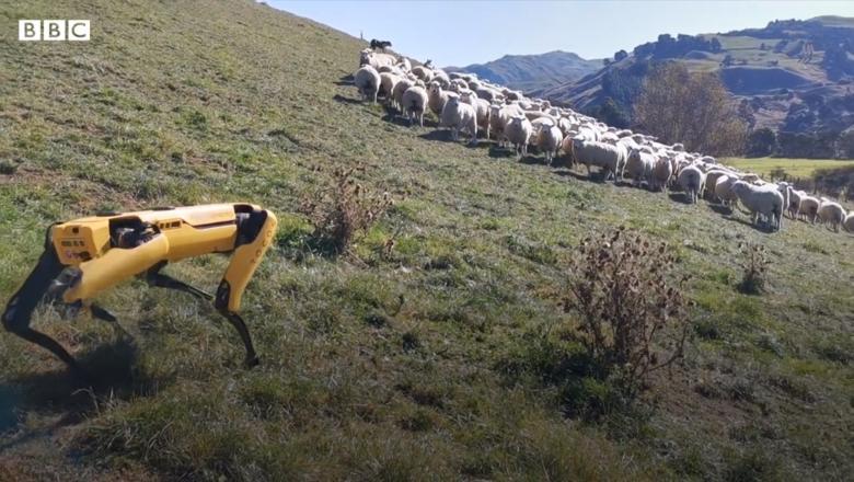 Țara în care oile sunt îndrumate de câini-roboți: „Am fost surprinși” | VIDEO