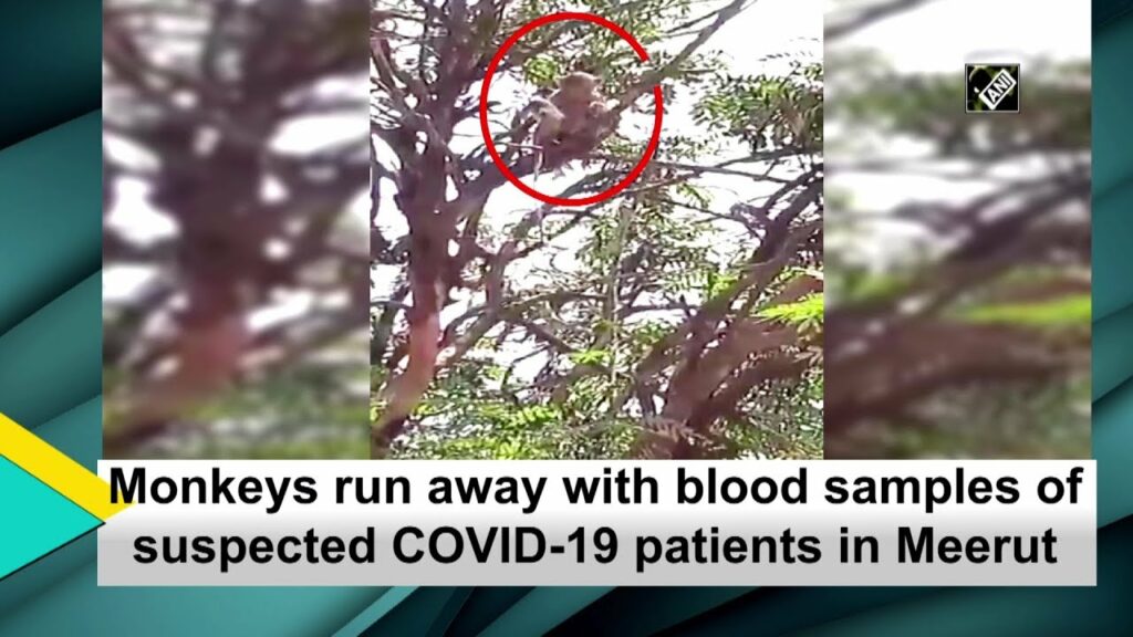 Covid-19: O ceată de maimuțe a furat analizele de sânge ale unor pacienți infectați