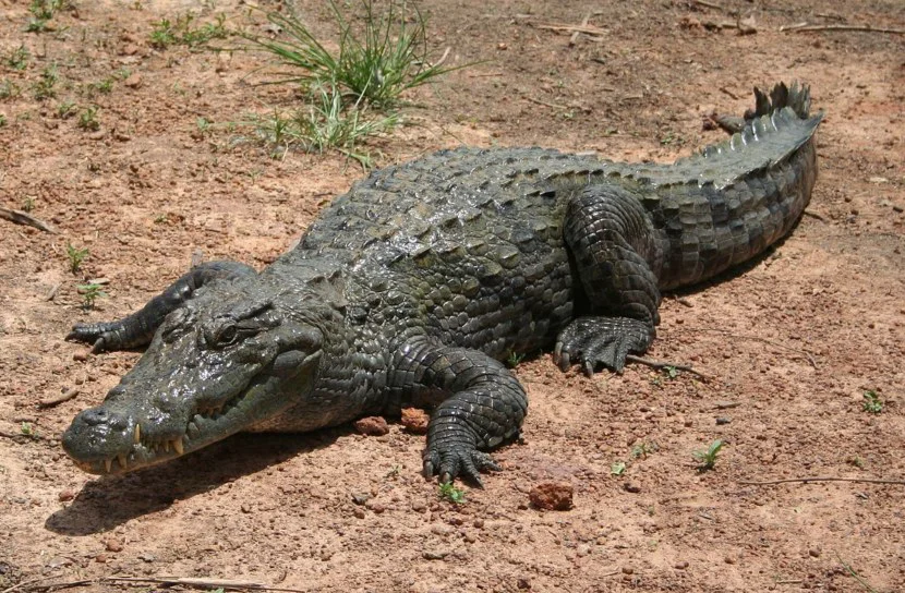 Secretele reptilelor cu sânge rece. Lacrima de crocodil este mit sau realitate?