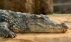 Se caută un crocodil de 250 de kilograme! Autorităţile în alertă. Video
