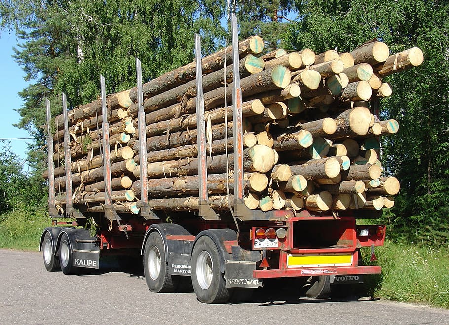 Dezvăluiri-cheie despre mafia lemnului! Adevărata dimensiune a tăierilor ilegale?