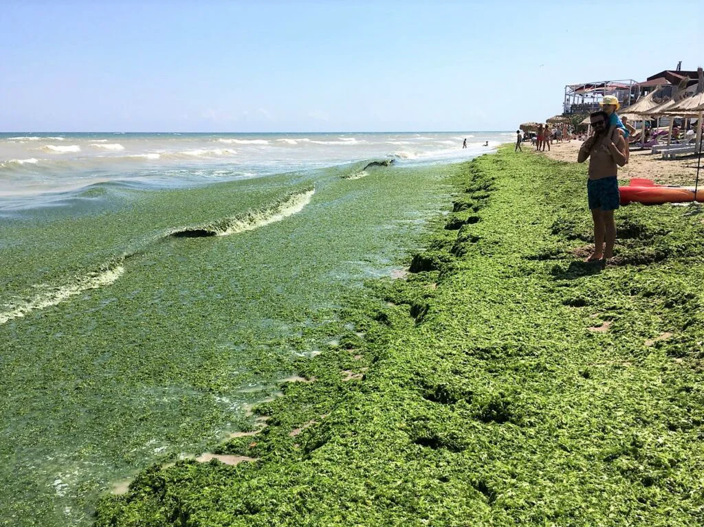 Algele marine, invazie masivă pe litoral. Cum sunt adunate de pe plaje