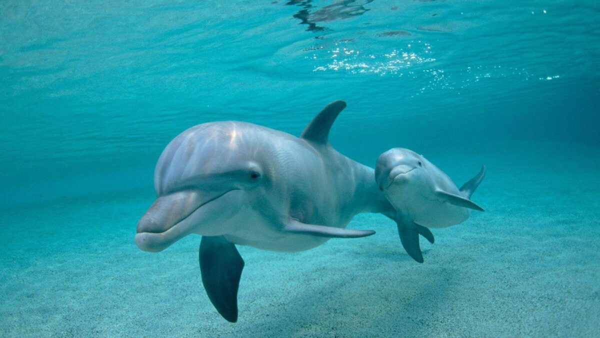 Biologii marini au observat recent un delfin cu „degete” asemănătoare celor umane