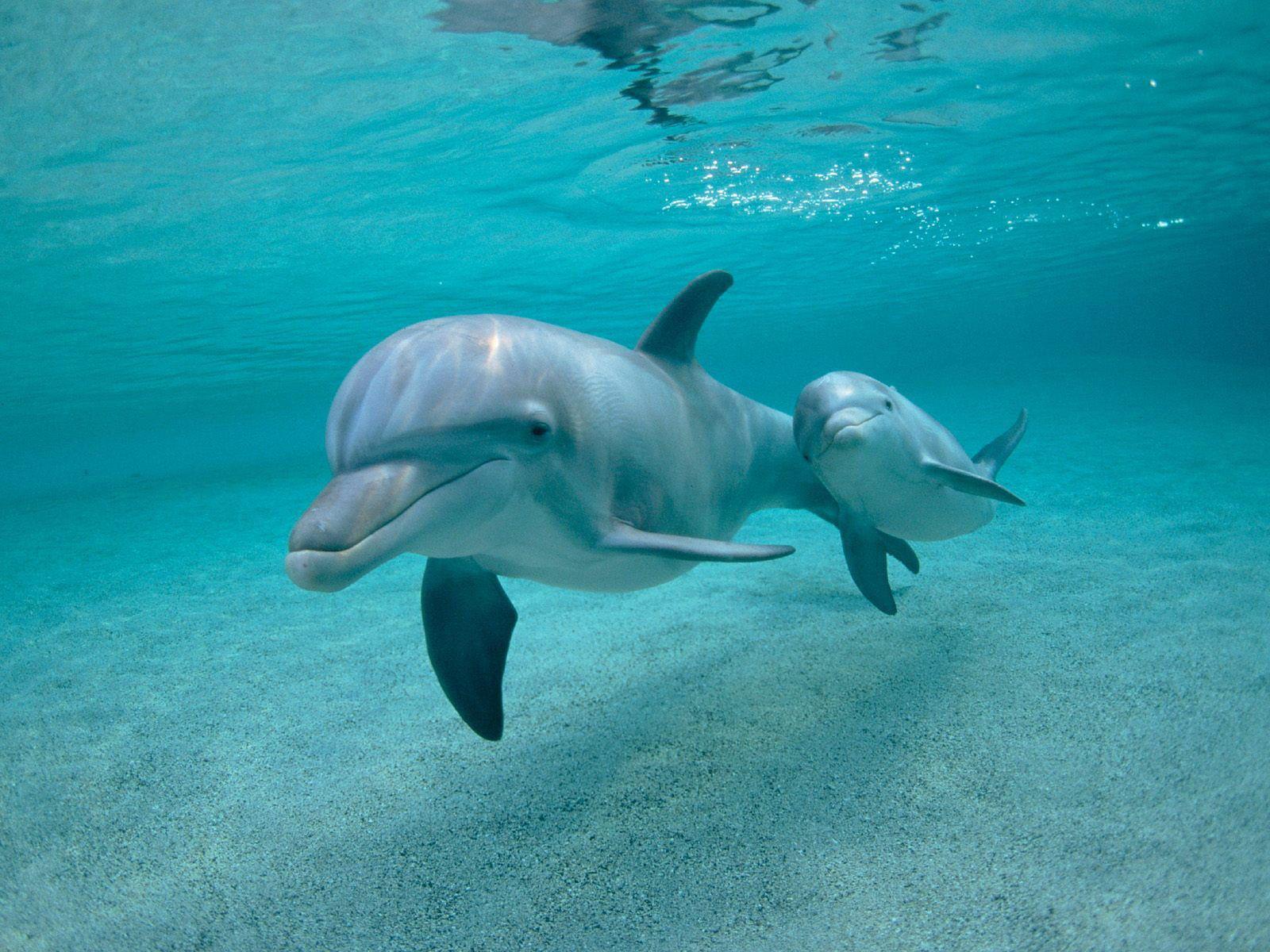 Rusia își perfecționează „armata” de delfini-spioni