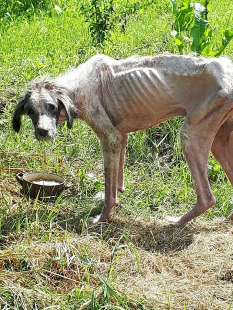 Imagini șocante. Un câine a ajuns piele și os după ce a fost abandonat!