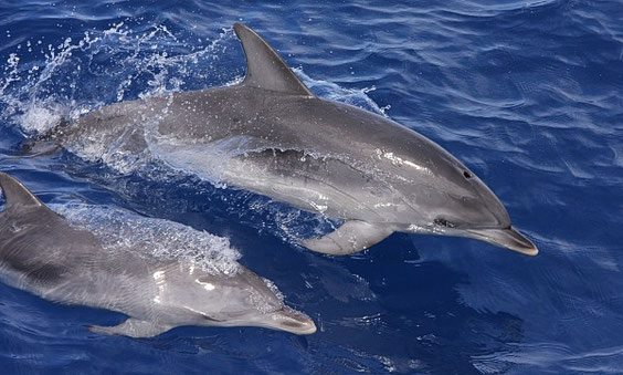 Fenomen dramatic pe litoralul românesc. Mor delfinii!