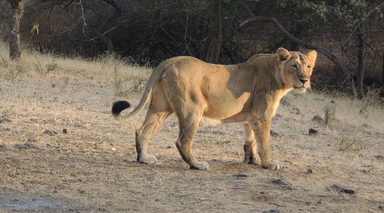 Un turist a rămas fără un braț după ce a fost atacat de un leu în Africa