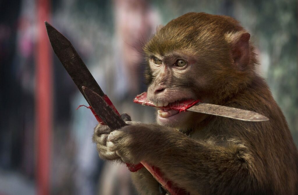 Maimuțe înarmate cu șurubelnițe și cuțite! Scene șocante într-un parc din Anglia!