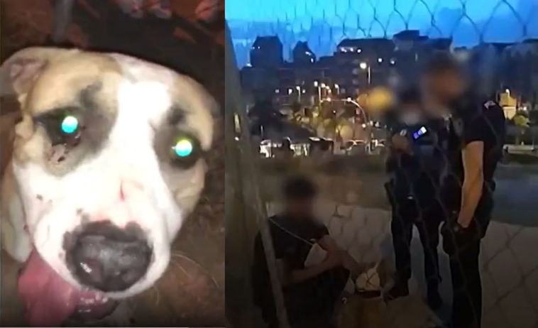 Interdicția primită de un român după ce și-a lovit câinele cu bestialitate