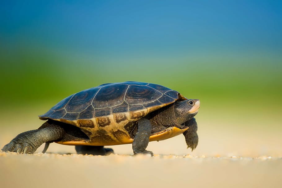 Invazia carcaselor: salvați țestoasele din Bangladesh!