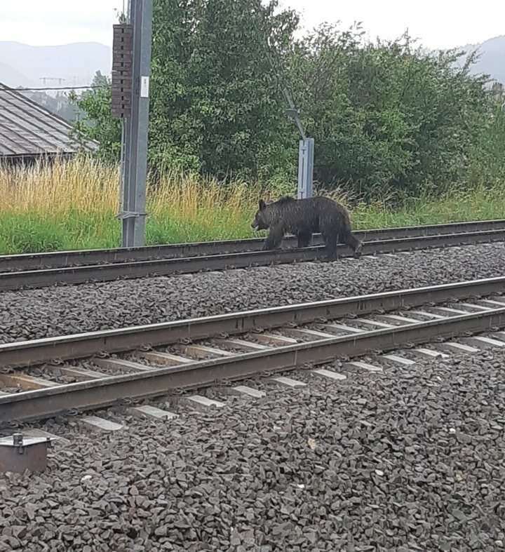 O ursoaică agresivă își caută puii, în Bușteni, după ce au fost spulberați de un tren