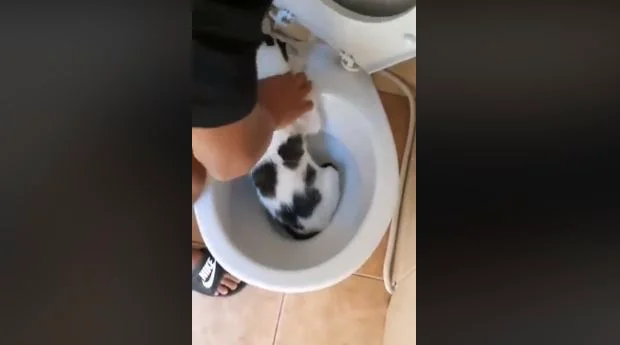 Cruzime fără margini! Un puști încearcă să înece o pisică în WC. „Taci! Mori!” VIDEO