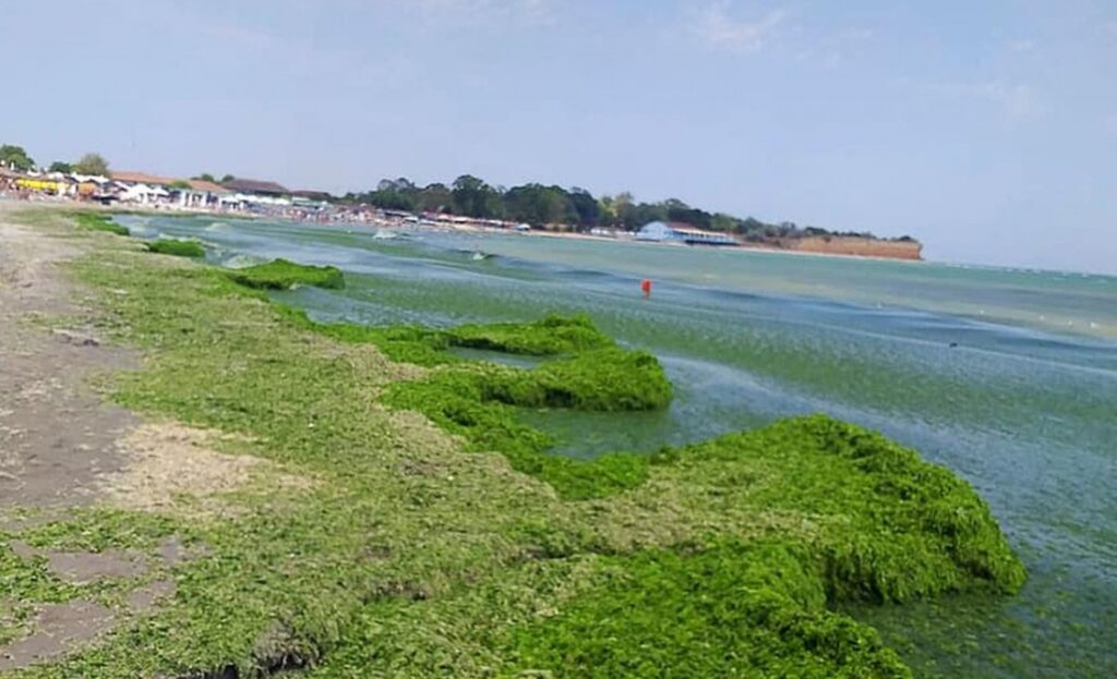 Turiștii de pe litoralul românesc se plâng: „O nouă maree verde ne-a lovit”