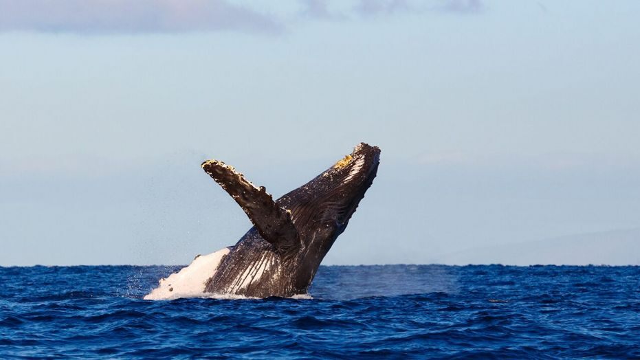 Expediție transformată în coșmar! O femeie a vrut să înoate cu o balenă, dar…