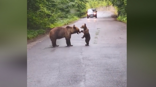 Video incredibil cu o ursoaică jucându-se cu puiul ei în drum spre Lacul Sf. Ana 