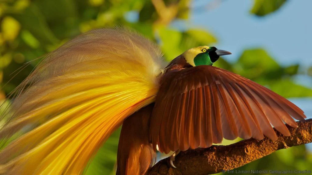 Secretele păsării paradis. Ritualuri de împerechere unice în lume