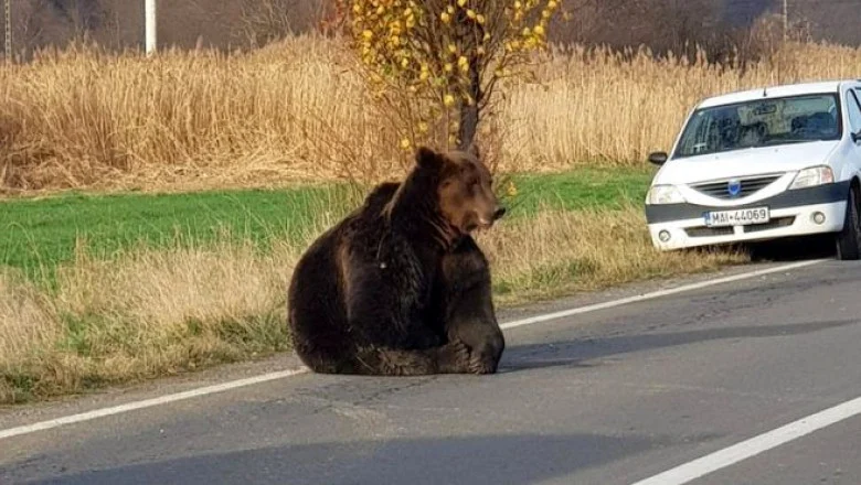 Bărbat grav rănit după ce a fost atacat de un urs, în județul Brașov