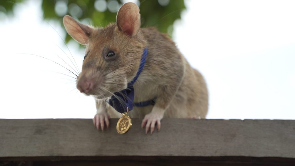 Cel mai curajos șobolan din lume și decorația lui