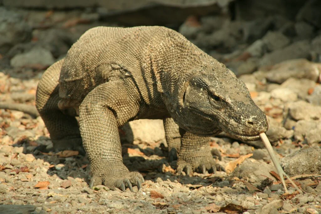 Dragonul de Komodo, canibalul devenit emblemă în Indonezia. Secretele celei mai înfricoșătoare șopârle din lume