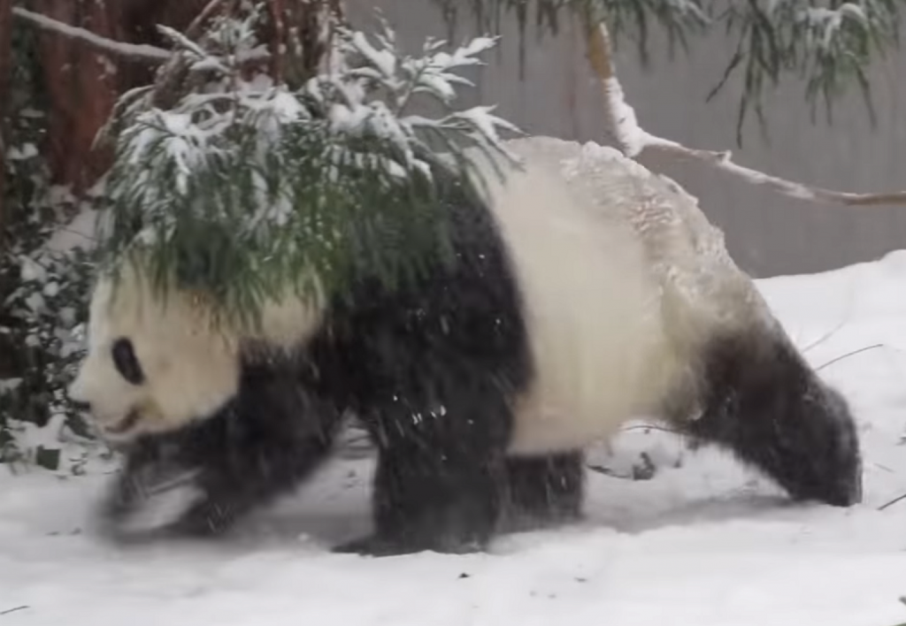 EvZ TV. Bucuria urșilor panda la prima zăpadă