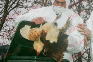 Autoritatea Sanitară Veterinară, anunţ de ultimă oră. Focar de gripă aviară la o fermă de gâște la graniţa cu România