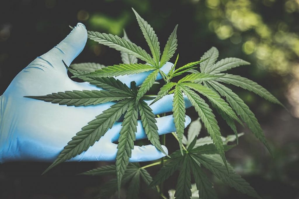 Vânzarea de marijuana ar putea deveni legală în Washington DC. Ce se întâmplă în România