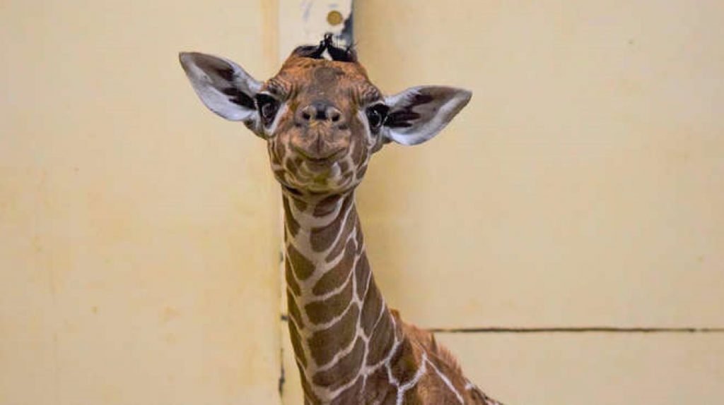 Umor britanic. Girafă botezată după prima persoană vaccinată împotriva COVID