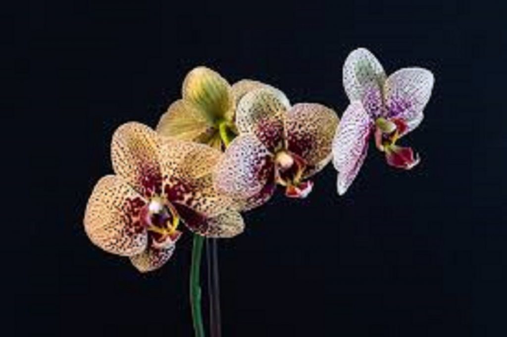 Este oficial! A fost descoperită „Cea mai urâtă orhidee din lume”. FOTO