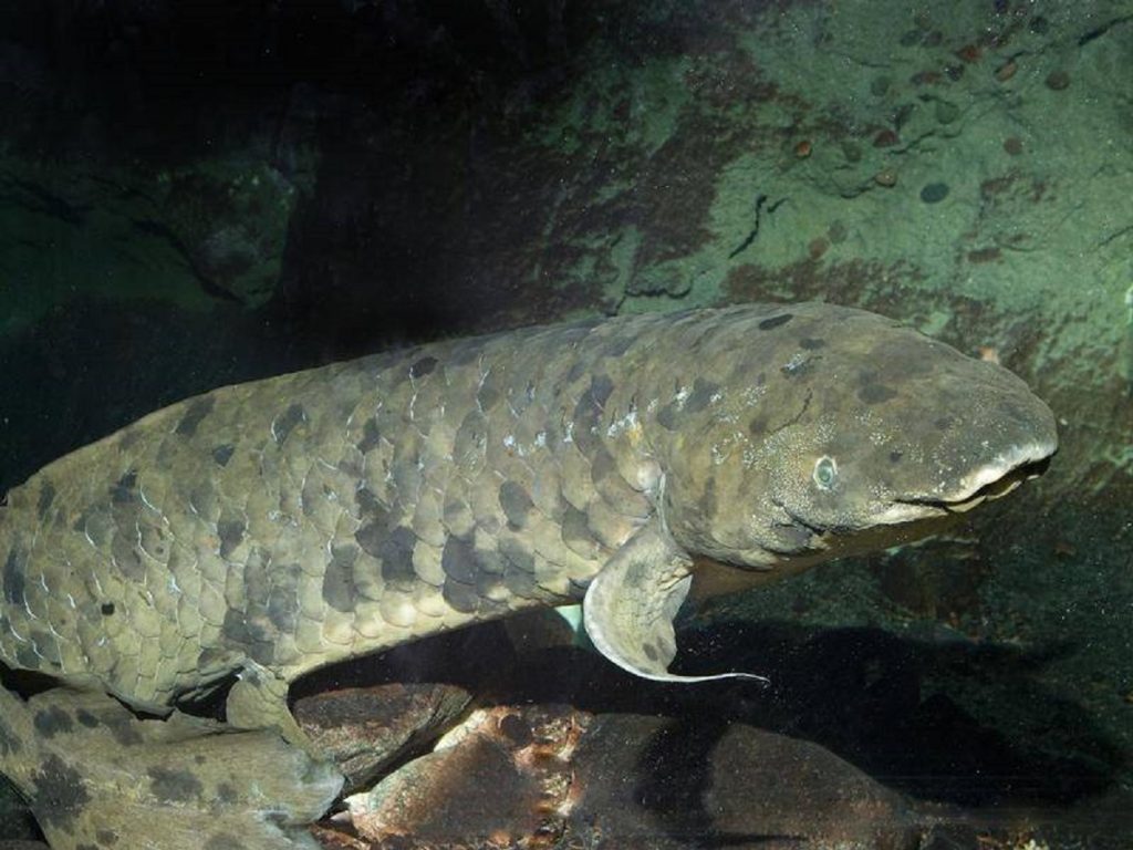 Pestele lungfish are cel mai mare genom cunoscut vreodată. Este 14 ori mai mare decât genomul uman 