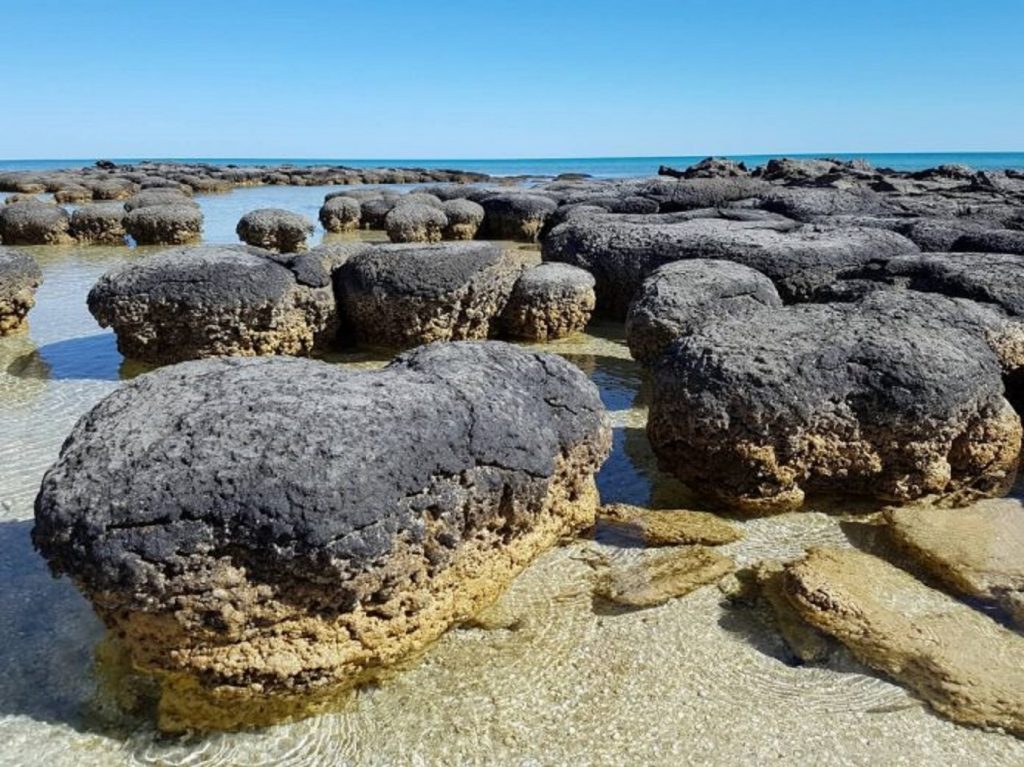 Începuturile planetei. Stromatoliții, cele mai vechi forme de viață de pe Pământ