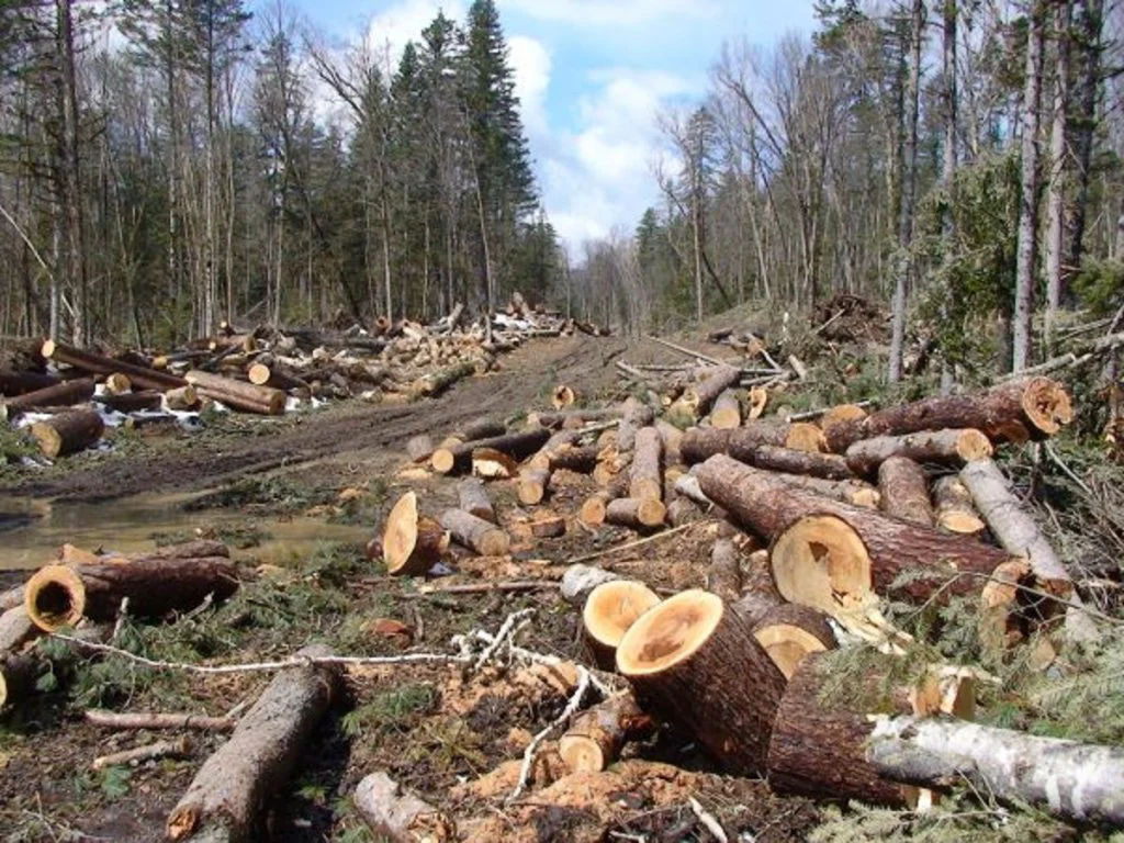 Continuă jaful în pădurile României. Sute de dosare penale, în  ultima săptămână
