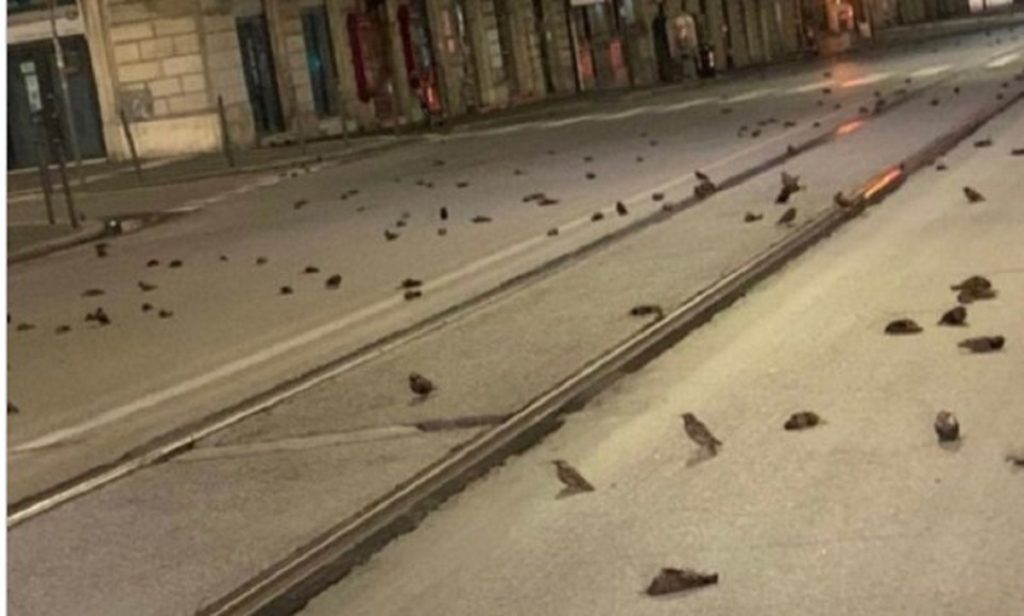Imagini rupte dintr-un film de groază! Mii de păsări moarte în noaptea de Anul Nou VIDEO