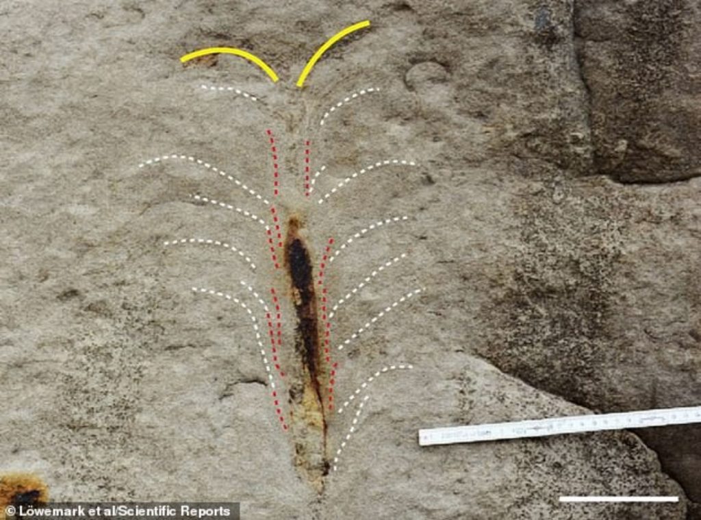 Fălci: monstrul de pe fundul oceanelor! Un vierme gigant decima peștii acum 20 de milioane de ani. VIDEO